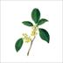 FGS,桂花,Fragrans